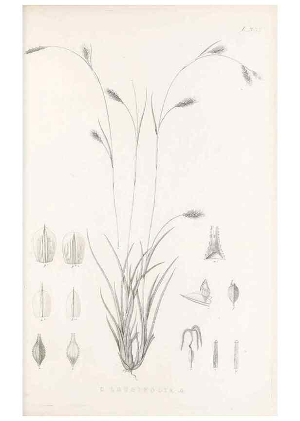 Reproducción/Reproduction 48683143691: Illustrations of the genus Carex. London :William Pamplin,1858-1867.. 