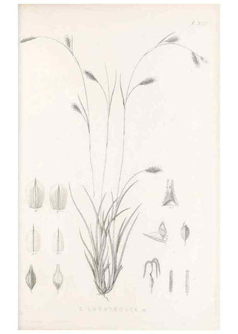 Reproducción/Reproduction 48683143691: Illustrations of the genus Carex. London :William Pamplin,1858-1867.. 