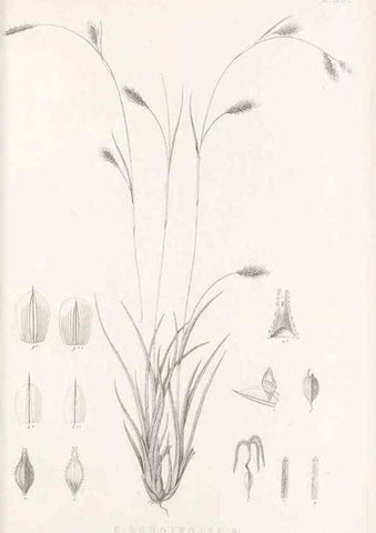 Reproducción/Reproduction 48683143691: Illustrations of the genus Carex. London :William Pamplin,1858-1867.. 