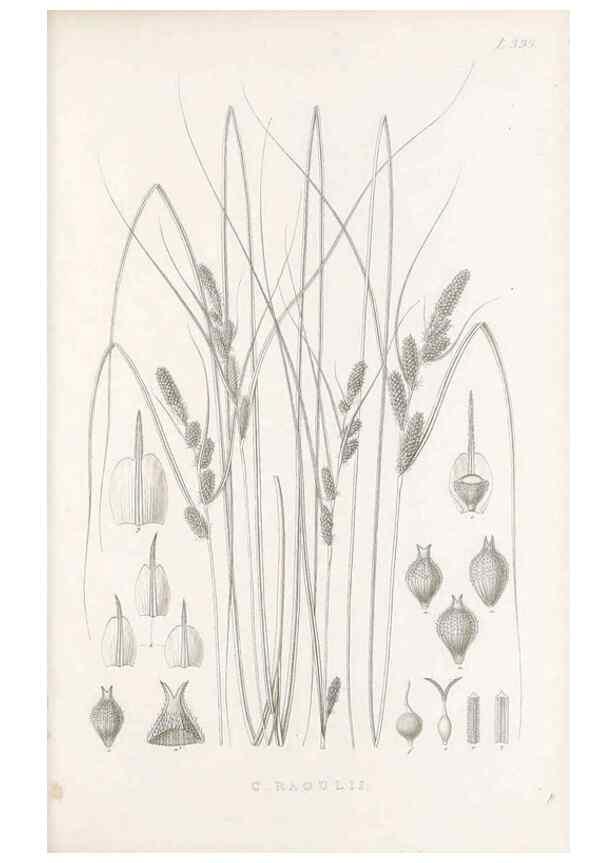 Reproducción/Reproduction 48683143936: Illustrations of the genus Carex. London :William Pamplin,1858-1867.. 