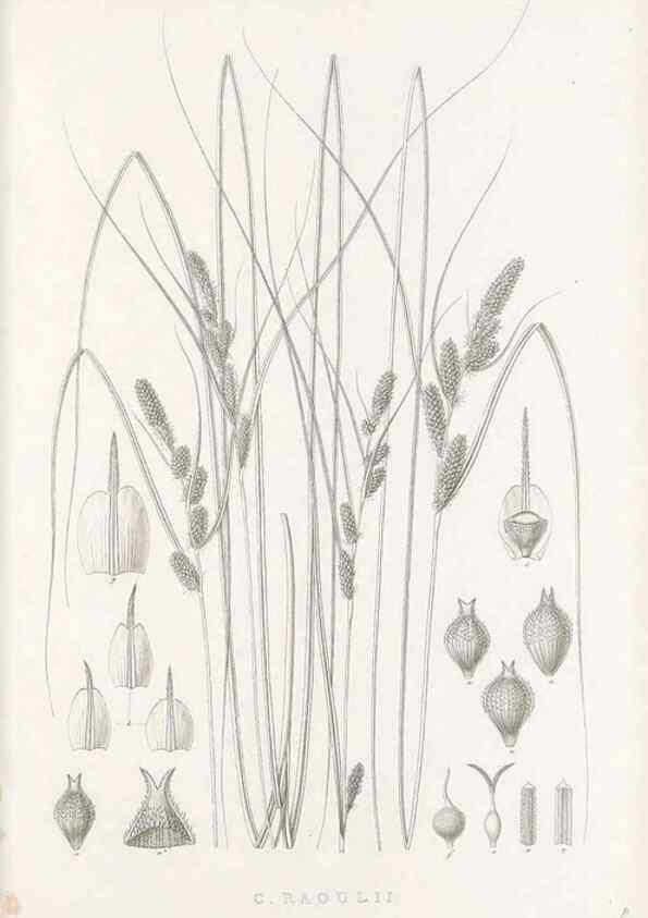 Reproducción/Reproduction 48683143936: Illustrations of the genus Carex. London :William Pamplin,1858-1867.. 