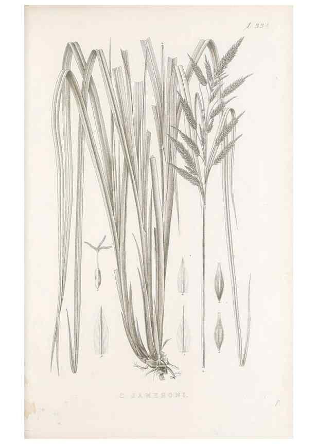 Reproducción/Reproduction 48682806538: Illustrations of the genus Carex. London :William Pamplin,1858-1867.. 