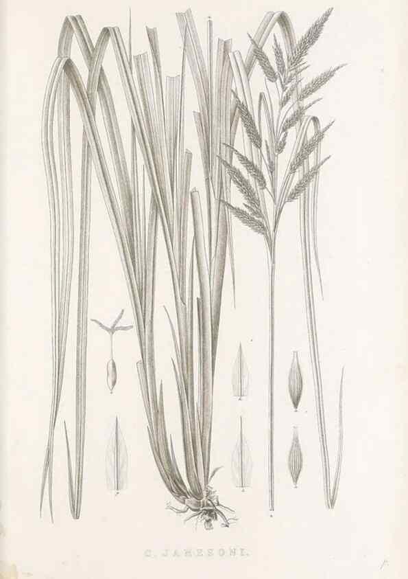 Reproducción/Reproduction 48682806538: Illustrations of the genus Carex. London :William Pamplin,1858-1867.. 