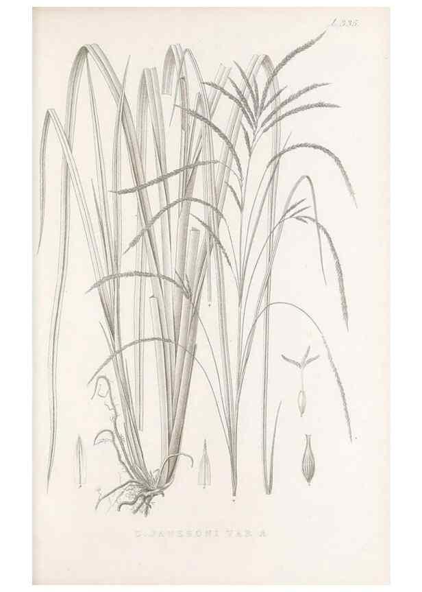 Reproducción/Reproduction 48682806818: Illustrations of the genus Carex. London :William Pamplin,1858-1867.. 