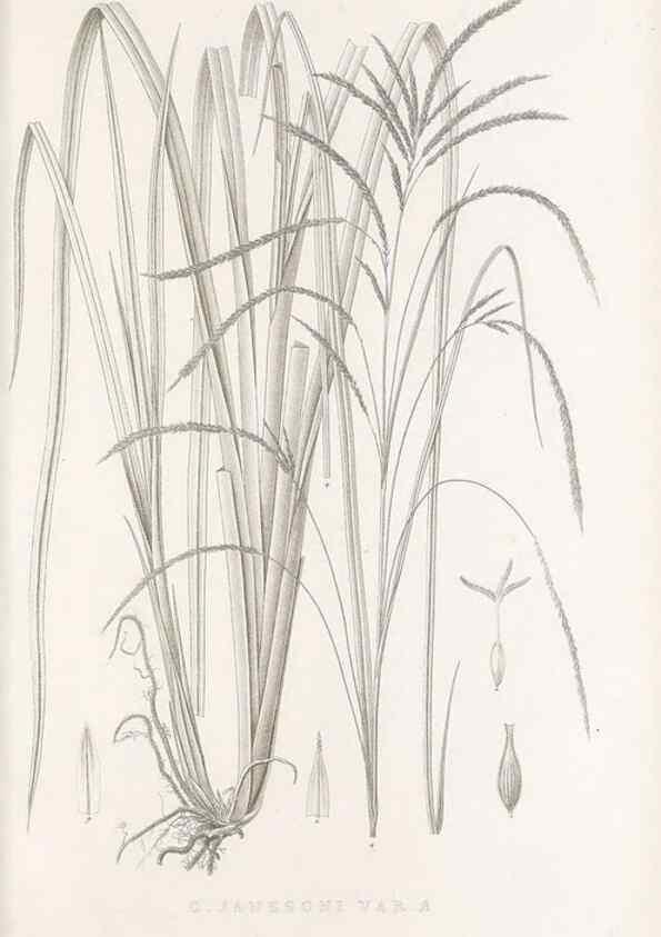 Reproducción/Reproduction 48682806818: Illustrations of the genus Carex. London :William Pamplin,1858-1867.. 