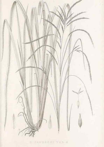Reproducción/Reproduction 48682806818: Illustrations of the genus Carex. London :William Pamplin,1858-1867.. 