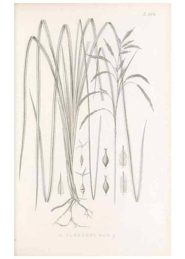 Reproducción/Reproduction 48683321562: Illustrations of the genus Carex. London :William Pamplin,1858-1867.. 