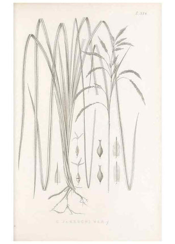 Reproducción/Reproduction 48683321562: Illustrations of the genus Carex. London :William Pamplin,1858-1867.. 