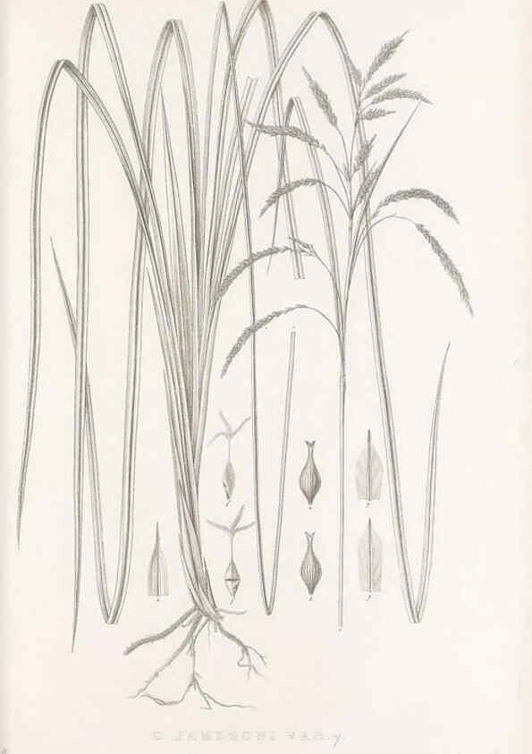 Reproducción/Reproduction 48683321562: Illustrations of the genus Carex. London :William Pamplin,1858-1867.. 