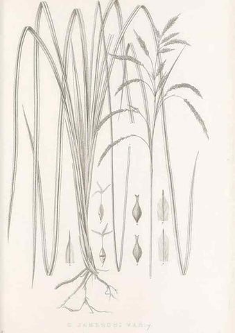 Reproducción/Reproduction 48683321562: Illustrations of the genus Carex. London :William Pamplin,1858-1867.. 