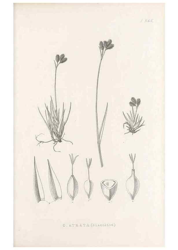 Reproducción/Reproduction 48683153751: Illustrations of the genus Carex. London :William Pamplin,1858-1867.. 
