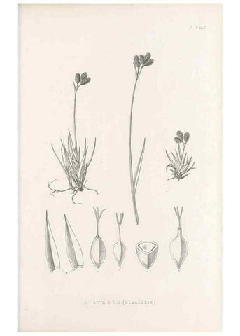 Reproducción/Reproduction 48683153751: Illustrations of the genus Carex. London :William Pamplin,1858-1867.. 