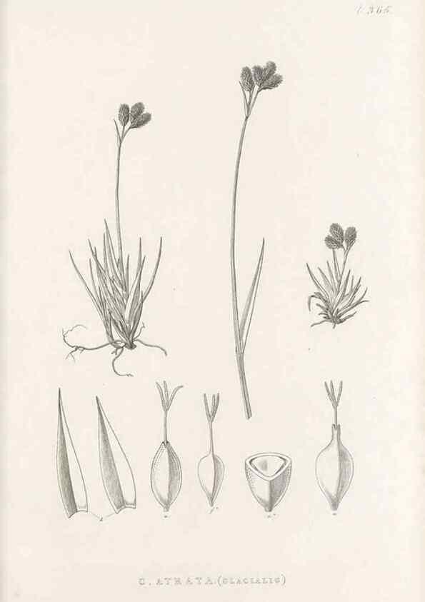 Reproducción/Reproduction 48683153751: Illustrations of the genus Carex. London :William Pamplin,1858-1867.. 