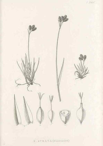 Reproducción/Reproduction 48683153751: Illustrations of the genus Carex. London :William Pamplin,1858-1867.. 
