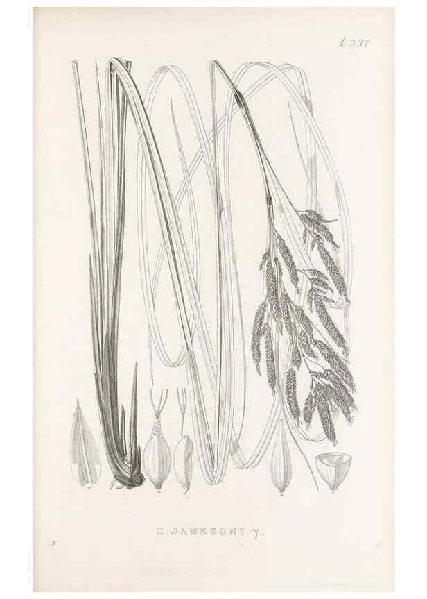 Reproducción/Reproduction 48682807543: Illustrations of the genus Carex. London :William Pamplin,1858-1867.. 