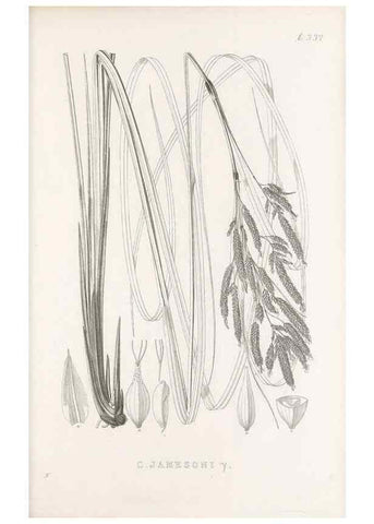 Reproducción/Reproduction 48682807543: Illustrations of the genus Carex. London :William Pamplin,1858-1867.. 