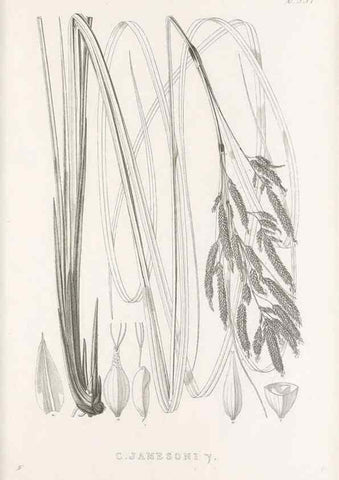 Reproducción/Reproduction 48682807543: Illustrations of the genus Carex. London :William Pamplin,1858-1867.. 