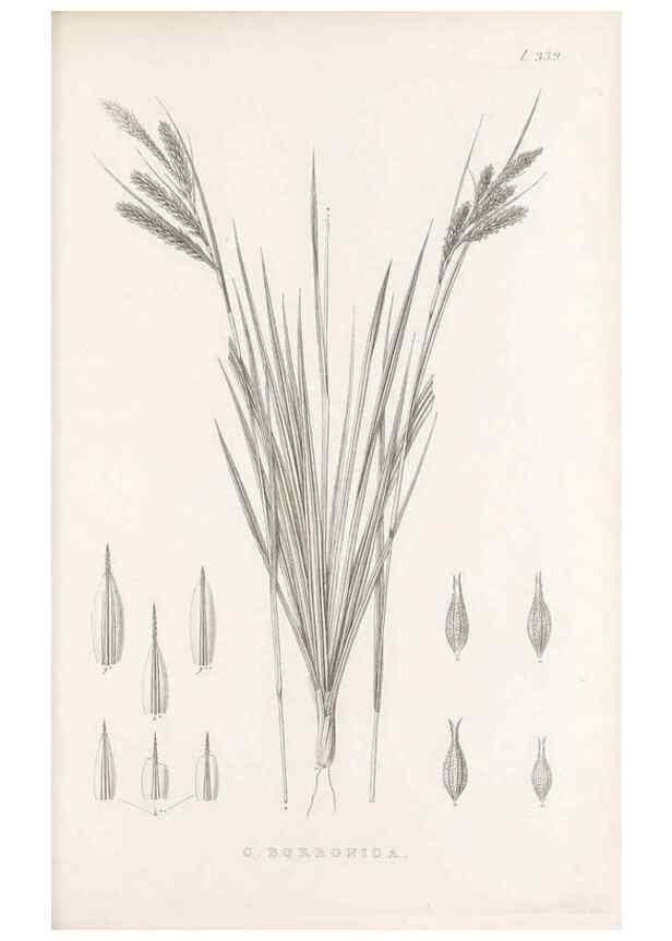 Reproducción/Reproduction 48683322627: Illustrations of the genus Carex. London :William Pamplin,1858-1867.. 