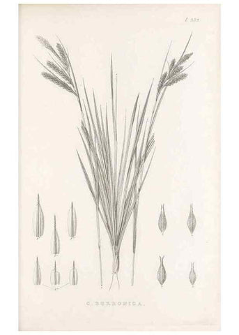Reproducción/Reproduction 48683322627: Illustrations of the genus Carex. London :William Pamplin,1858-1867.. 