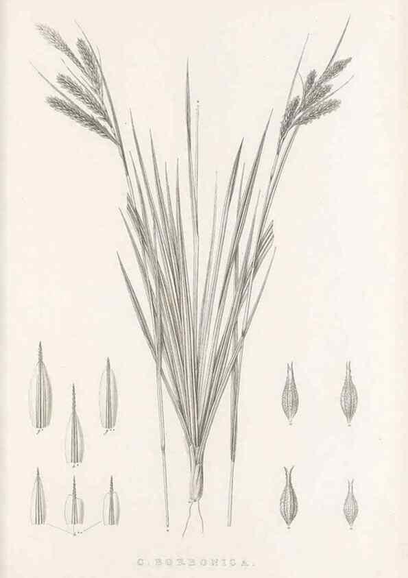 Reproducción/Reproduction 48683322627: Illustrations of the genus Carex. London :William Pamplin,1858-1867.. 