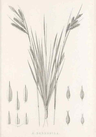 Reproducción/Reproduction 48683322627: Illustrations of the genus Carex. London :William Pamplin,1858-1867.. 
