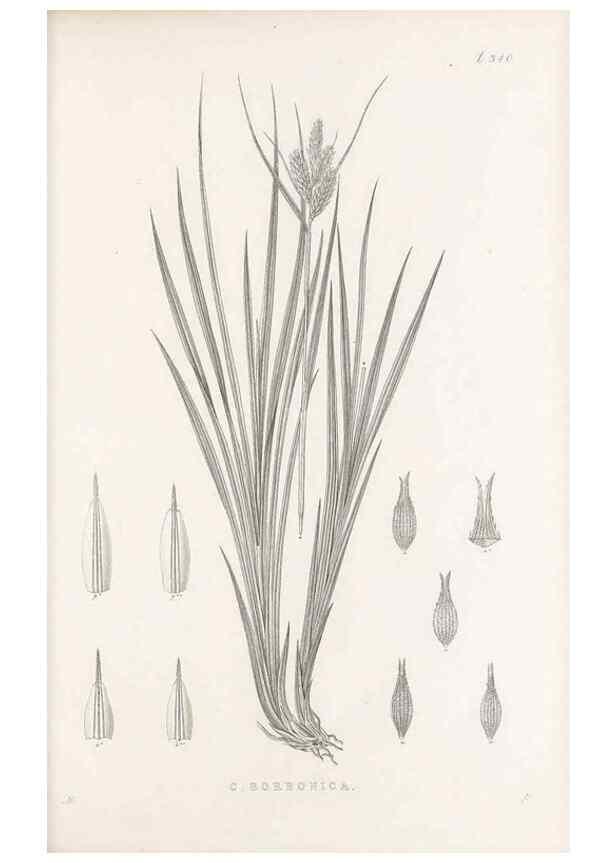 Reproducción/Reproduction 48683322912: Illustrations of the genus Carex. London :William Pamplin,1858-1867.. 