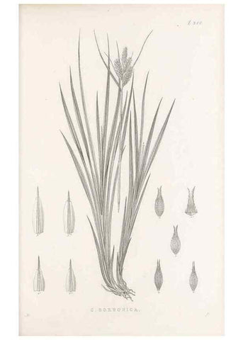 Reproducción/Reproduction 48683322912: Illustrations of the genus Carex. London :William Pamplin,1858-1867.. 