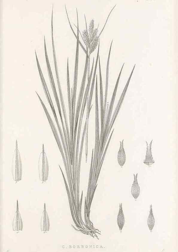 Reproducción/Reproduction 48683322912: Illustrations of the genus Carex. London :William Pamplin,1858-1867.. 