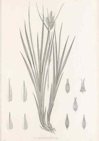 Reproducción/Reproduction 48683322912: Illustrations of the genus Carex. London :William Pamplin,1858-1867.. 