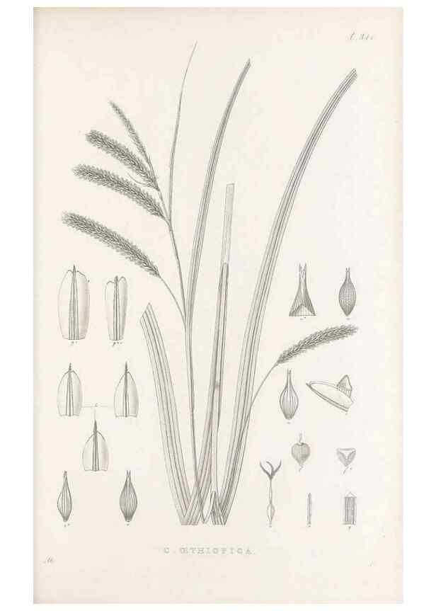 Reproducción/Reproduction 48683323177: Illustrations of the genus Carex. London :William Pamplin,1858-1867.. 
