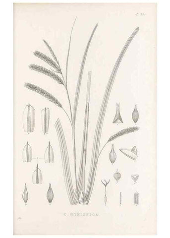 Reproducción/Reproduction 48683323177: Illustrations of the genus Carex. London :William Pamplin,1858-1867.. 