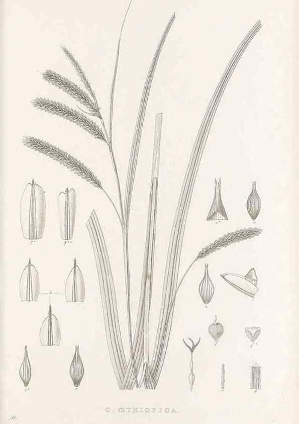 Reproducción/Reproduction 48683323177: Illustrations of the genus Carex. London :William Pamplin,1858-1867.. 