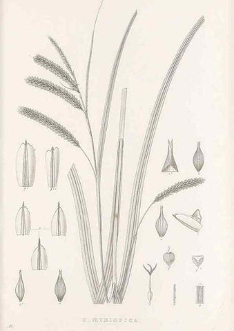 Reproducción/Reproduction 48683323177: Illustrations of the genus Carex. London :William Pamplin,1858-1867.. 