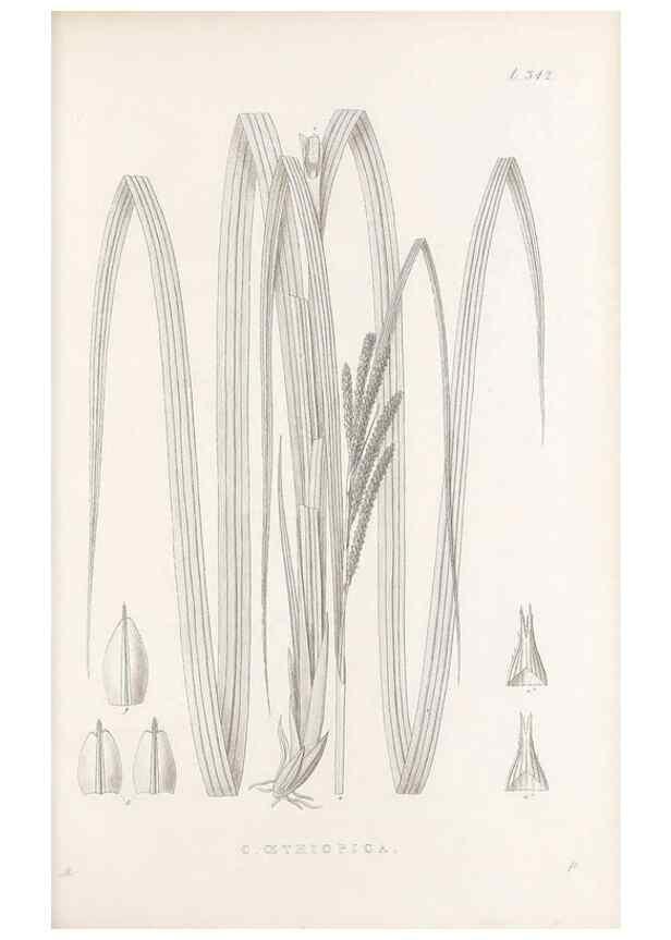 Reproducción/Reproduction 48683146931: Illustrations of the genus Carex. London :William Pamplin,1858-1867.. 