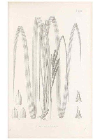 Reproducción/Reproduction 48683146931: Illustrations of the genus Carex. London :William Pamplin,1858-1867.. 