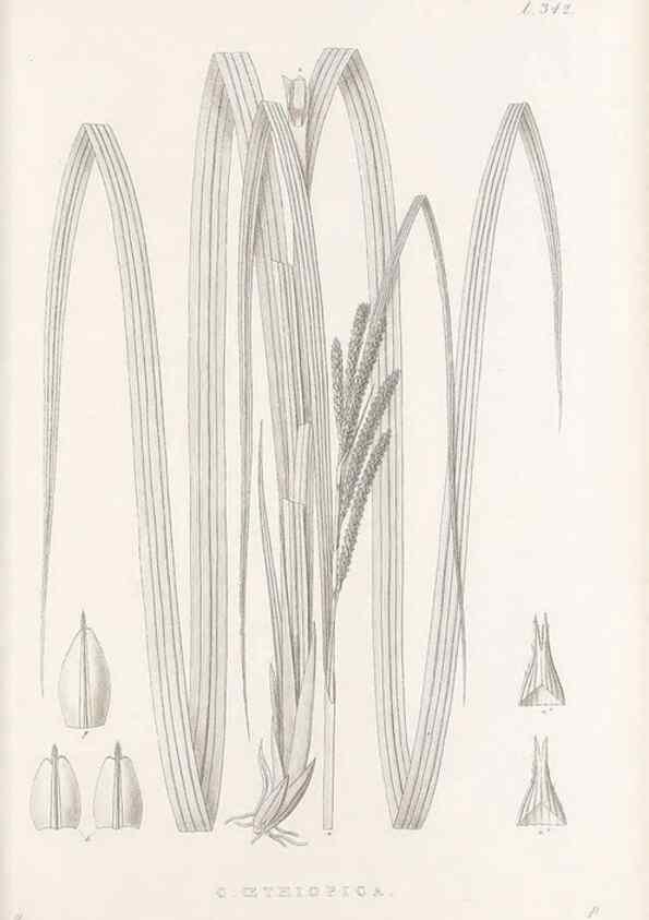 Reproducción/Reproduction 48683146931: Illustrations of the genus Carex. London :William Pamplin,1858-1867.. 