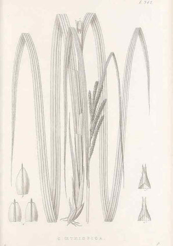 Reproducción/Reproduction 48683146931: Illustrations of the genus Carex. London :William Pamplin,1858-1867.. 