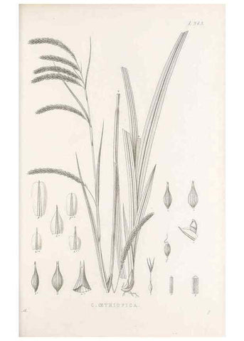 Reproducción/Reproduction 48683323837: Illustrations of the genus Carex. London :William Pamplin,1858-1867.. 