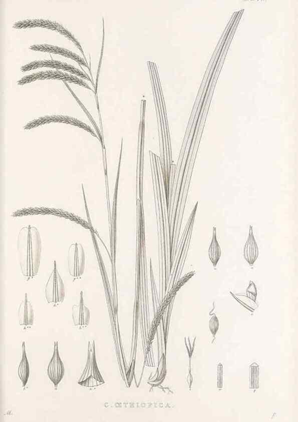 Reproducción/Reproduction 48683323837: Illustrations of the genus Carex. London :William Pamplin,1858-1867.. 