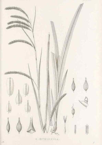 Reproducción/Reproduction 48683323837: Illustrations of the genus Carex. London :William Pamplin,1858-1867.. 