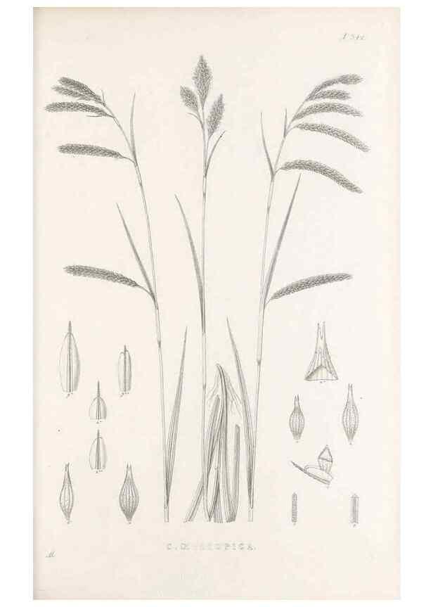 Reproducción/Reproduction 48683324112: Illustrations of the genus Carex. London :William Pamplin,1858-1867.. 
