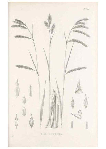 Reproducción/Reproduction 48683324112: Illustrations of the genus Carex. London :William Pamplin,1858-1867.. 