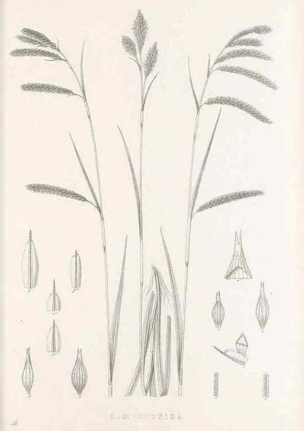 Reproducción/Reproduction 48683324112: Illustrations of the genus Carex. London :William Pamplin,1858-1867.. 