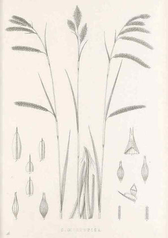 Reproducción/Reproduction 48683324112: Illustrations of the genus Carex. London :William Pamplin,1858-1867.. 
