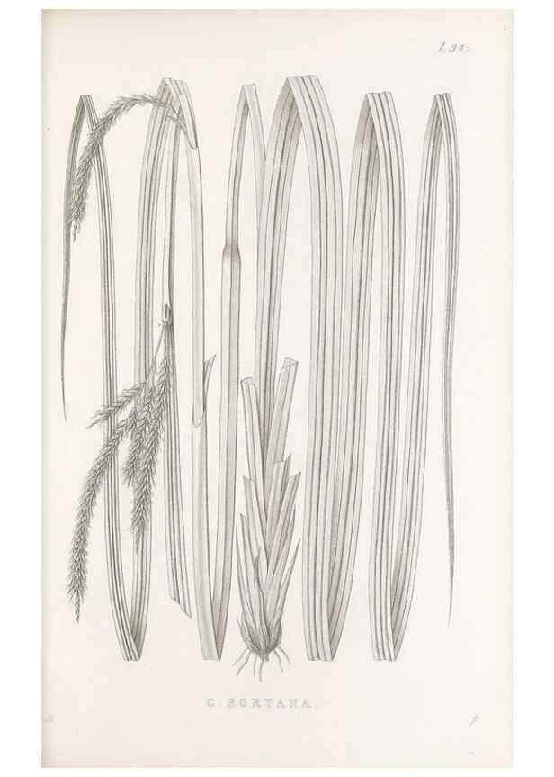 Reproducción/Reproduction 48682810223: Illustrations of the genus Carex. London :William Pamplin,1858-1867.. 