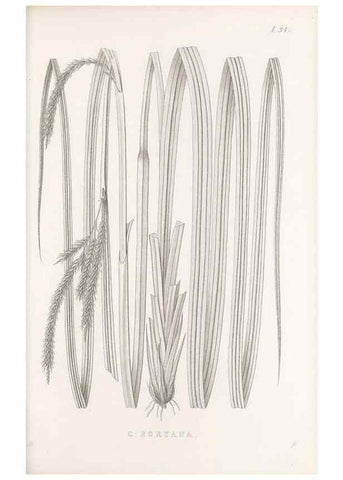 Reproducción/Reproduction 48682810223: Illustrations of the genus Carex. London :William Pamplin,1858-1867.. 