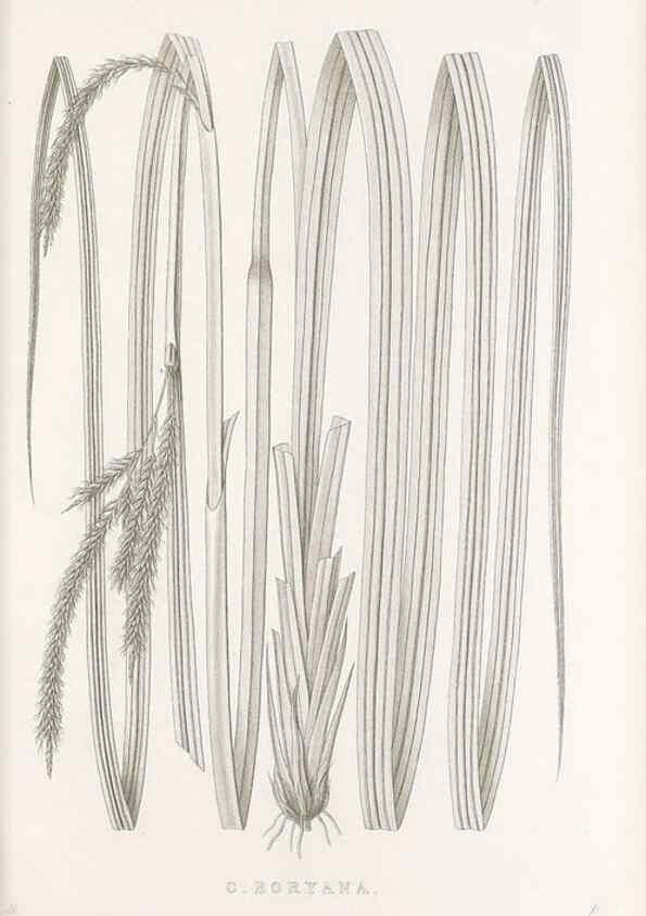 Reproducción/Reproduction 48682810223: Illustrations of the genus Carex. London :William Pamplin,1858-1867.. 