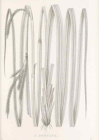 Reproducción/Reproduction 48682810223: Illustrations of the genus Carex. London :William Pamplin,1858-1867.. 