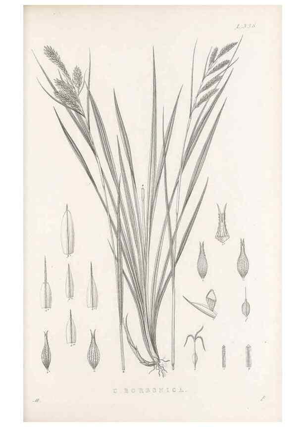 Reproducción/Reproduction 48683322117: Illustrations of the genus Carex. London :William Pamplin,1858-1867.. 