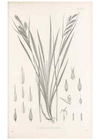 Reproducción/Reproduction 48683322117: Illustrations of the genus Carex. London :William Pamplin,1858-1867.. 
